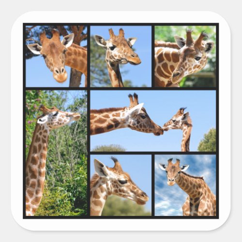 Multiple photos of giraffes square sticker