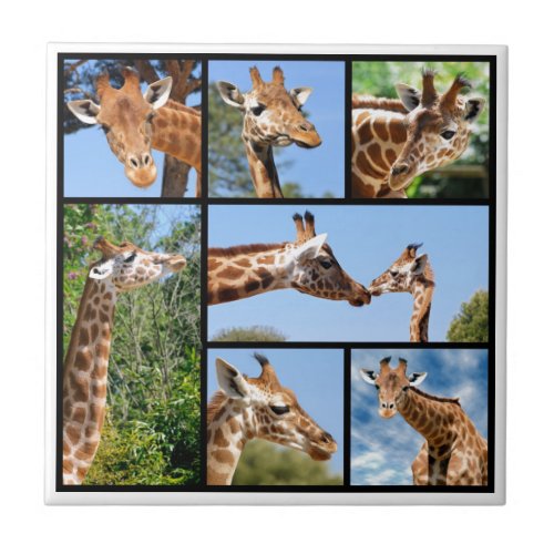 Multiple photos of giraffes tile