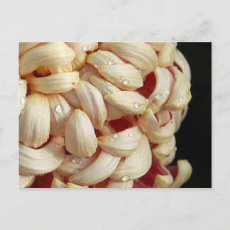 Mum with Waterdrops Postcard