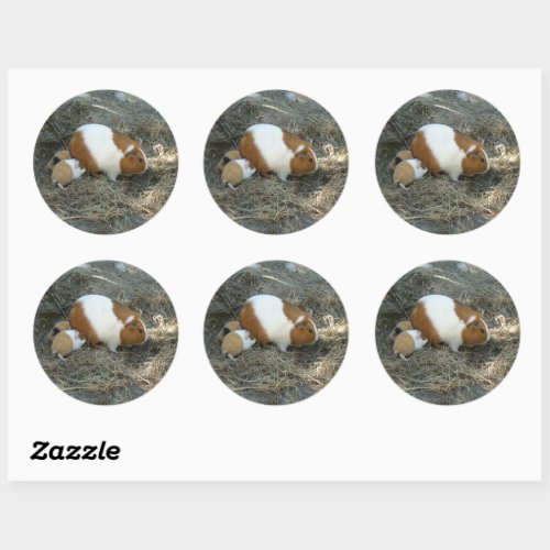 Mummy Guinea Pig Classic Round Sticker