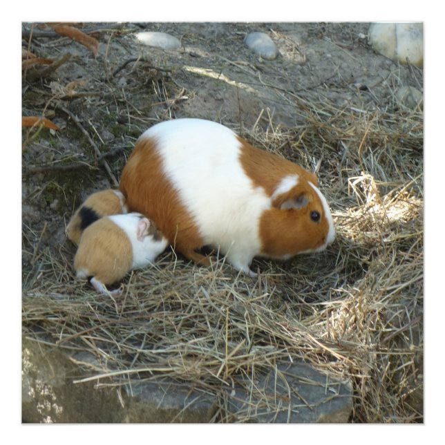 Mummy Guinea Pig Photo Print (Front)