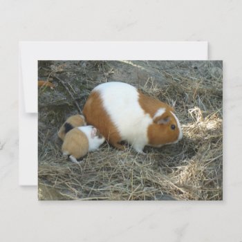 Mummy Guinea Pig Postcard by MehrFarbeImLeben at Zazzle