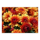 Mums (Front Horizontal)