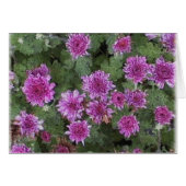 Mums (Front Horizontal)