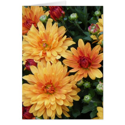 "Mums" Cards (Front)