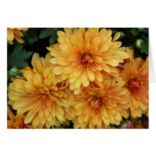 "Mums II" Cards (Front Horizontal)