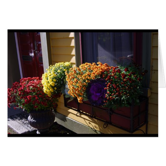 Mums in Salem, MA. Cards (Front Horizontal)