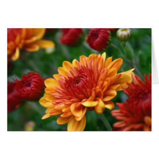 Mums on Fire Cards (Front Horizontal)