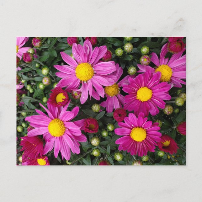 Mums Postcard (Front)