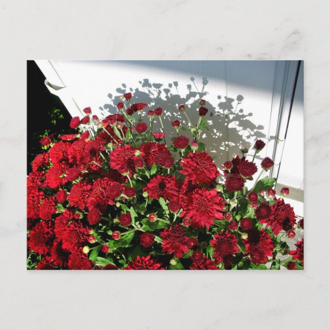 Mums Shadows Postcard (Front)