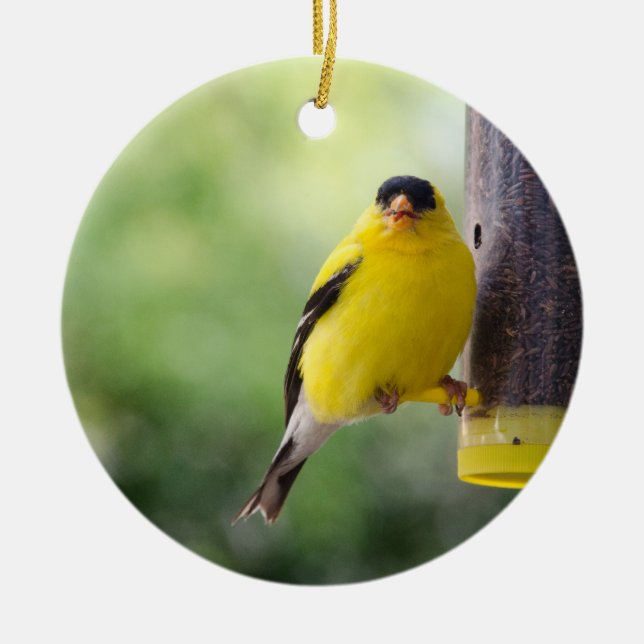 Munching Goldfinch Ceramic Ornament (Front)