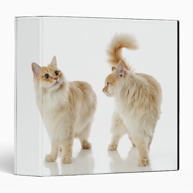 Munchkin cats binder (Front/Spine)