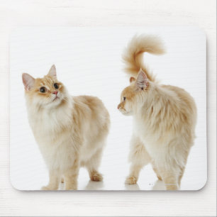 Munchkin cats mouse pad