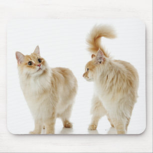 Munchkin cats mouse pad