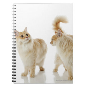 Munchkin cats notebook