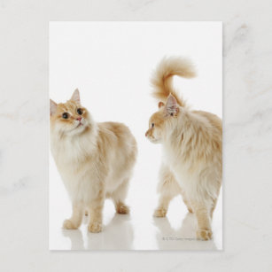 Munchkin cats postcard
