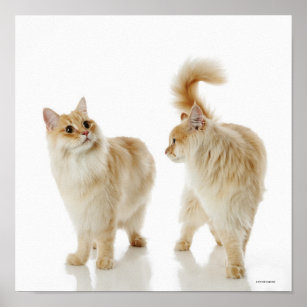 Munchkin cats poster