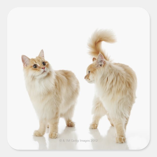 Munchkin cats square sticker (Front)