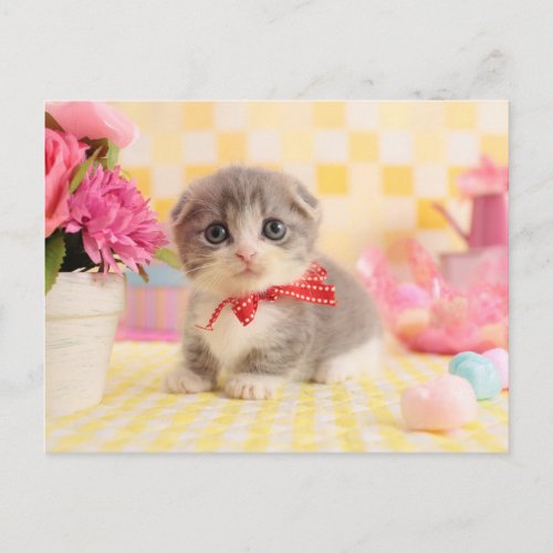 Munchkin Kitten Postcard