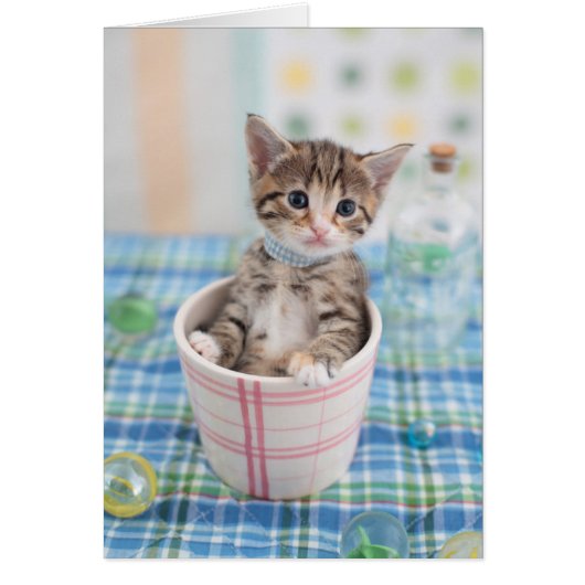 Munchkin Kitten With Pretty Ribbon (Front)