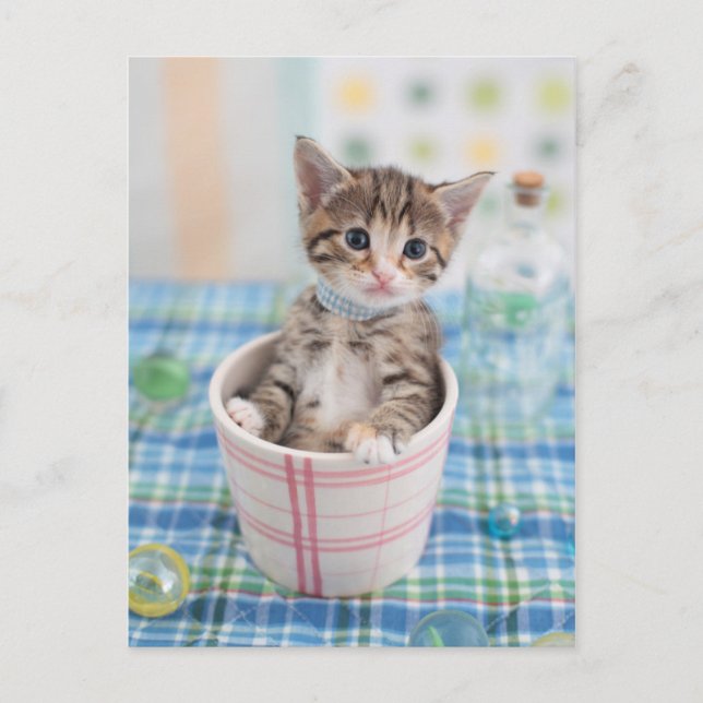 Munchkin Kitten With Pretty Ribbon Postcard (Front)