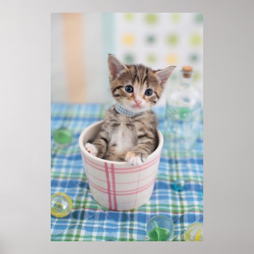 Munchkin Kitten With Pretty Ribbon Poster