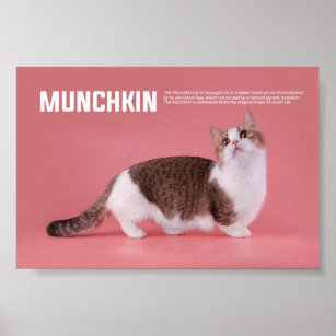 Munchkin Or Sausage Cat Breed Poster