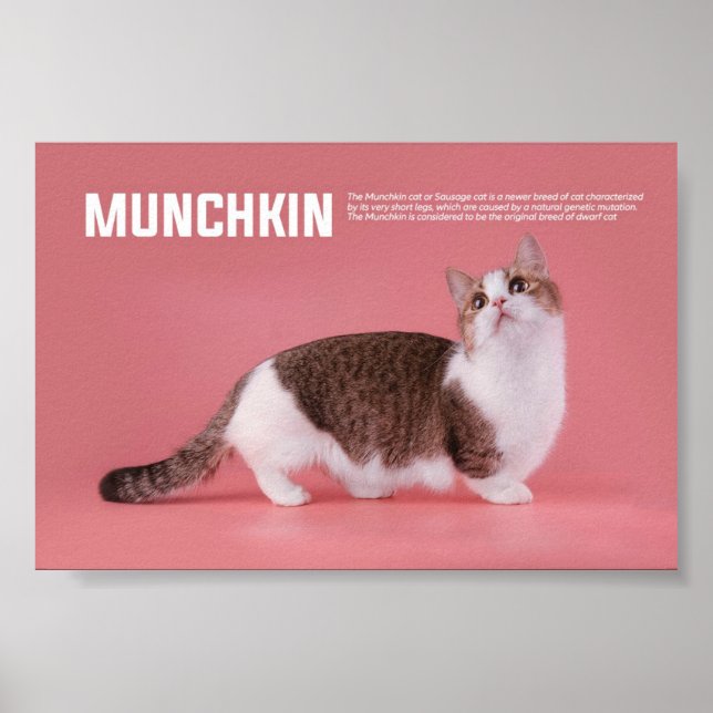 Munchkin Or Sausage Cat Breed Poster (Front)
