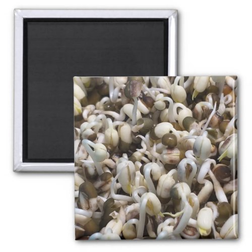 Mung Beans green grams Magnet