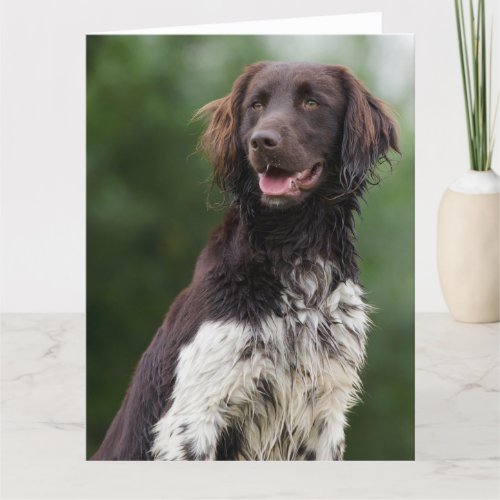 Munsterlander dog custom blank greeting card