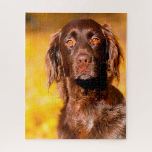 Munsterlander Dog. Jigsaw Puzzle