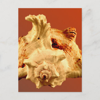 Murex Ramous Postcard