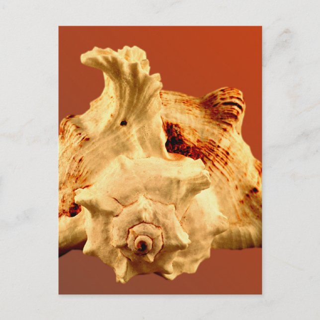 Murex Ramous Postcard (Front)