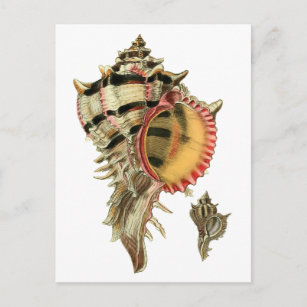 Murex sea shells vintage illustration postcard