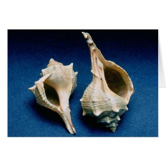 Murex shell cards (Front Horizontal)