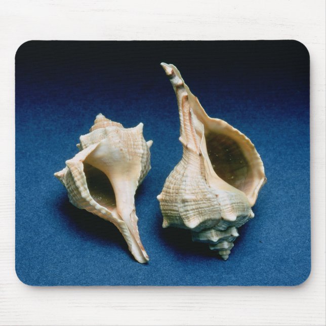 Murex shell mouse pad (Front)