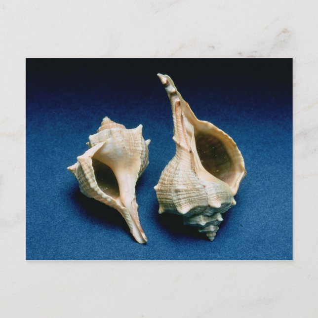 Murex shell postcard (Front)