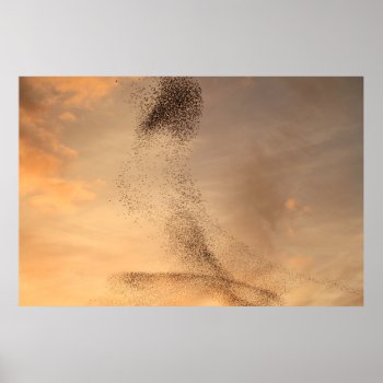 Murmuration Of Starling Print by Welshpixels at Zazzle