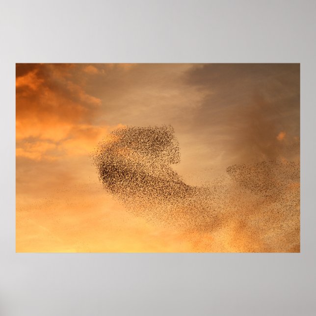 Murmuration of Starlings Print (Front)