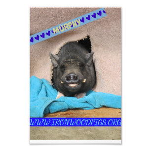 Murphy with his comfy blue blanket photo print