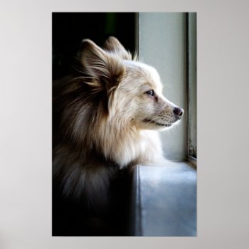 Murray - Pomeranian Poster by DoggieAvenue at Zazzle