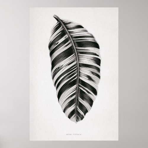 Musa Vitatta Black and White Poster