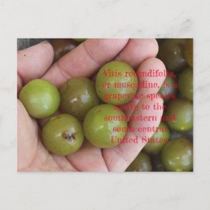 Muscadine's from Home Garden - Postcard