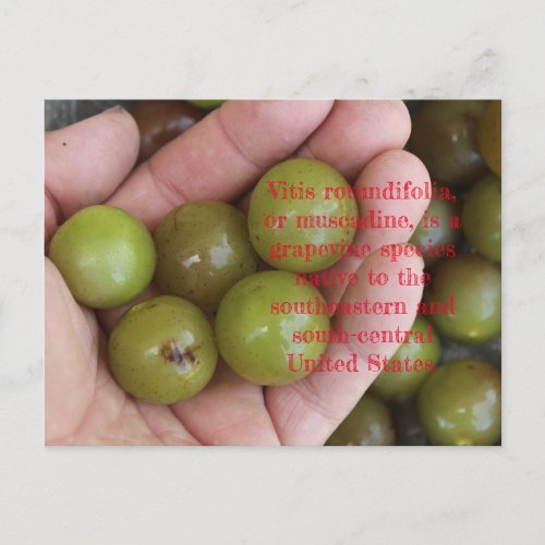 Muscadines from Home Garden _ Postcard
