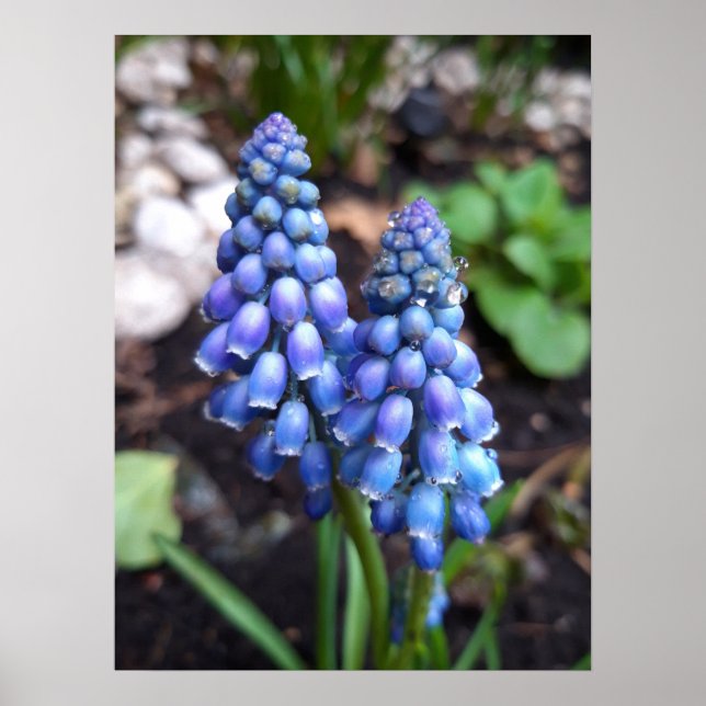 Muscari Armeniacum , Grape Hyacinth with Raindrops Poster (Front)