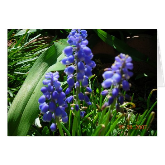 Muscari Cards (Front Horizontal)