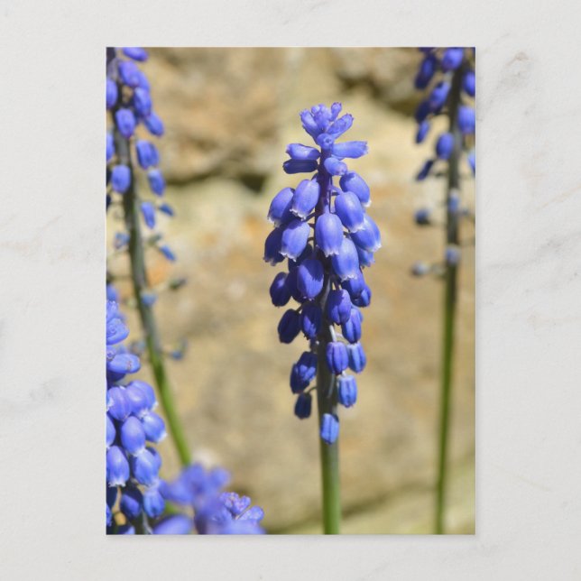 Muscari Grape Hyacinth Postcard (Front)