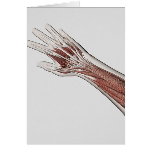 Muscle Anatomy Of Human Arm And Hand