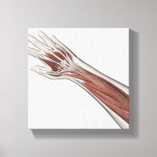 Muscle Anatomy Of Human Arm And Hand Canvas Print