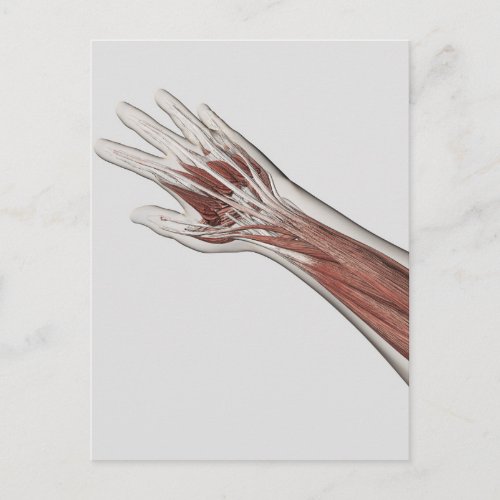 Muscle Anatomy Of Human Arm And Hand Postcard
